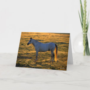 Carte Bob Langrish   Barrière-lit arabe