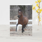 Carte Bob Langrish | Bay Andalucian Stallion Running (Fleur jaune)