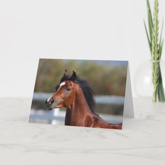 Carte Bob Langrish | Bay Arab Colt Headshot (Devant)