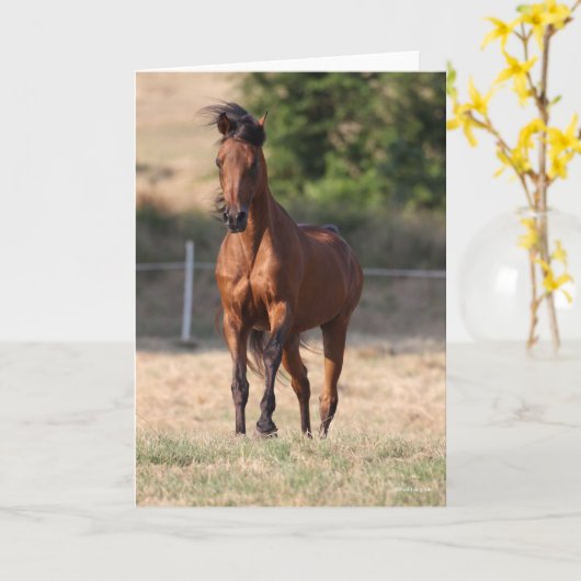 Carte Bob Langrish | Bay Arab Standing Mane Blown (Fleur jaune)