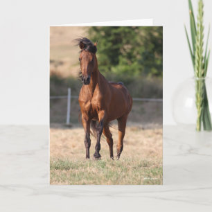 Carte Bob Langrish Bay Arab Standing Mane Blown