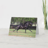 Carte Bob Langrish | Black Lusitano Runer Mane Flow (Devant)