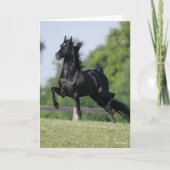 Carte Bob Langrish | Black Morgan Horse Trotting (Devant)