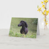 Carte Bob Langrish Black Shetland Pony Stallion Headshot (Fleur jaune)
