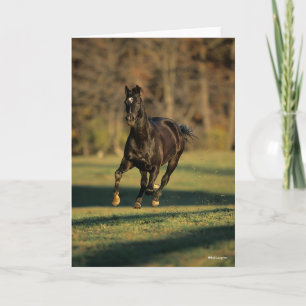Carte Bob Langrish   Black Thoroughbred Running
