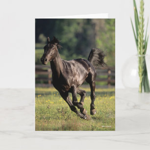 Carte Bob Langrish   Black Warmblood Stallion Running