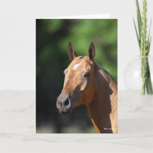 Carte Bob Langrish Capture d'écran d'Akhal Teke