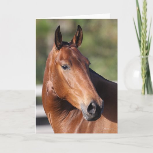 Carte Bob Langrish | Capture d'écran de Bay Andalucian (Devant)