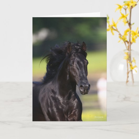 Carte Bob Langrish | Capture d'écran de Black Rocky Moun (Fleur jaune)