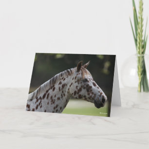 Carte Bob Langrish   Capture d'écran de Spotty Appaloosa