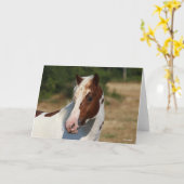 Carte Bob Langrish | Capture d'écran du stallion Pinto H (Fleur jaune)