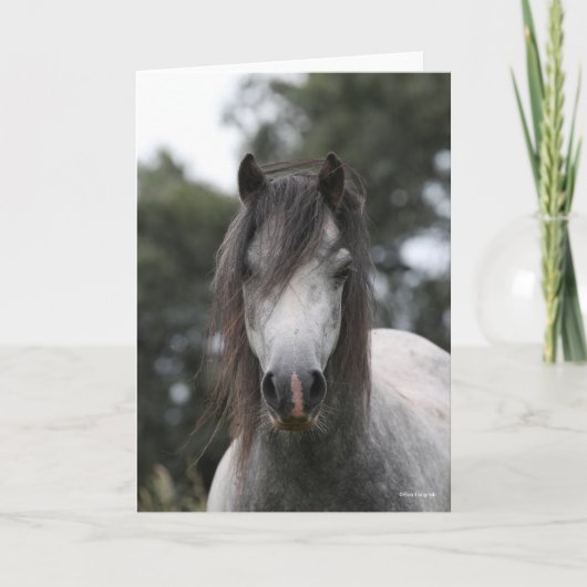 Carte Bob Langrish | Capture d'écran Gris Welsh Pony (Devant)