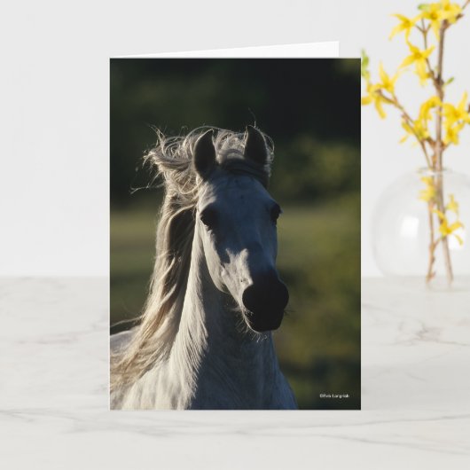 Carte Bob Langrish | Casque Andalou gris rétroéclairé (Fleur jaune)