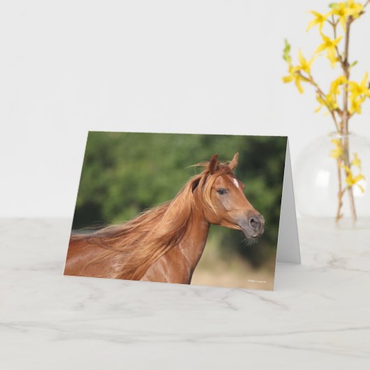 Carte Bob Langrish | Casque arabe châtaigner Mane Flow (Fleur jaune)