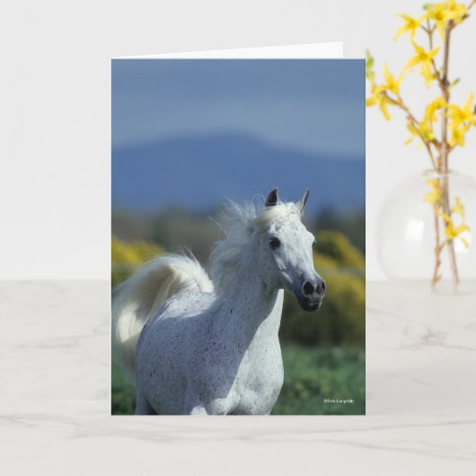 Carte Bob Langrish | Casque arabe gris (Fleur jaune)