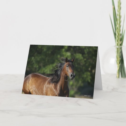 Carte Bob Langrish | Casque Cheval Dark Bay Quarter (Devant)