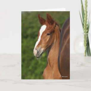 Carte Bob Langrish   Casque de Foie Chestnut Warmblood