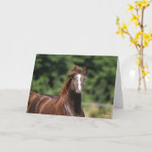 Carte Bob Langrish | Casque d'étoile arabe châtaigne (Fleur jaune)