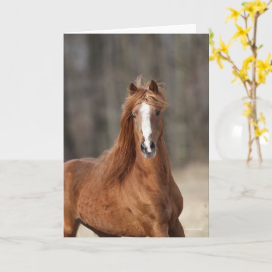 Carte Bob Langrish | Casque Hackney de châtaignes (Fleur jaune)