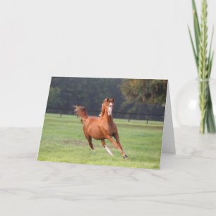 Carte Bob Langrish   Châtaignes Oldenburg Running