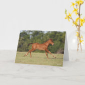 Carte Bob Langrish | Chestnut Quarter Cheval Foal Runer (Fleur jaune)