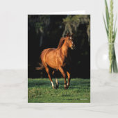 Carte Bob Langrish | Chestnut Warmblood Mare Running (Devant)