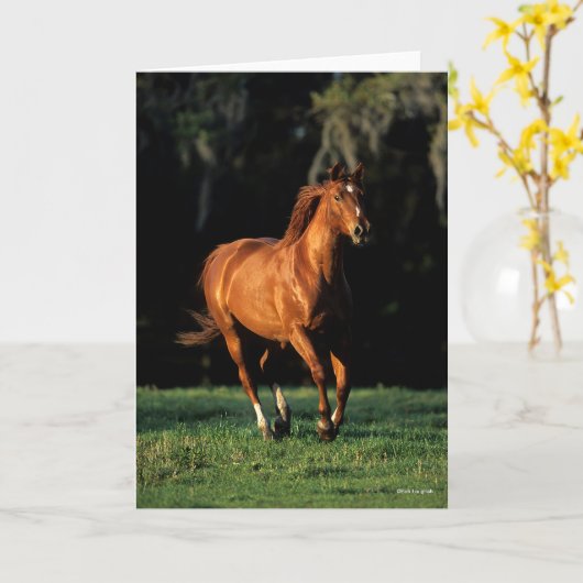 Carte Bob Langrish | Chestnut Warmblood Mare Running (Fleur jaune)