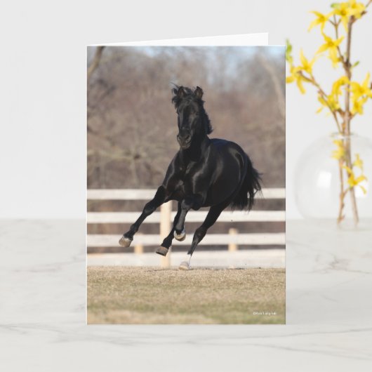 Carte Bob Langrish | Cheval Andalou Noir Courir (Fleur jaune)