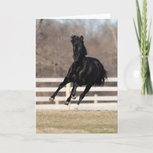 Carte Bob Langrish Cheval Andalou Noir Courir