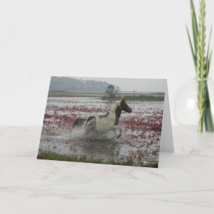 Carte Bob Langrish Chincoteague Cheval Courir Dans L'E