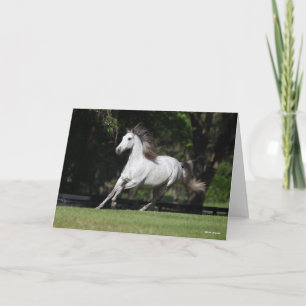 Carte Bob Langrish Dapple Grey Andalucian Running