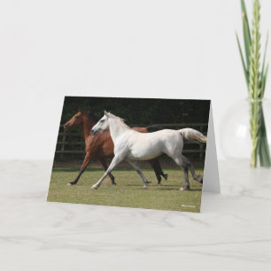 Carte Bob Langrish   Deux Chevaux Arabes Courir Ensemble