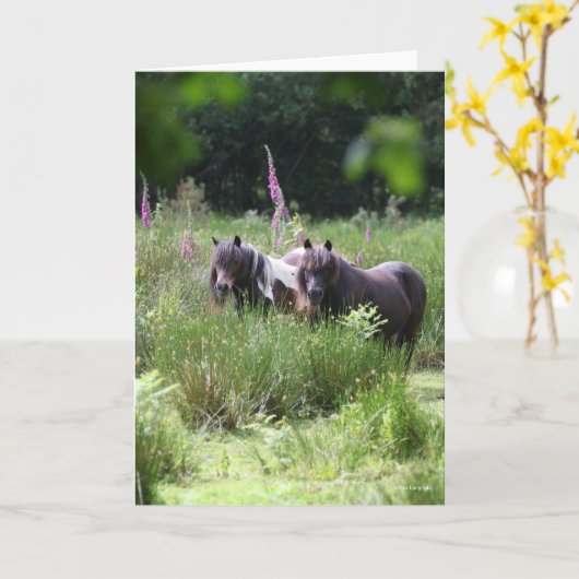 Carte Bob Langrish Deux poneys Shetland se rassemblent (Fleur jaune)