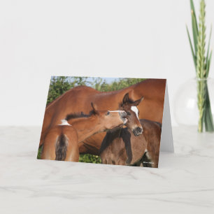 Carte Bob Langrish   Deux poulains irlandais du sport hi