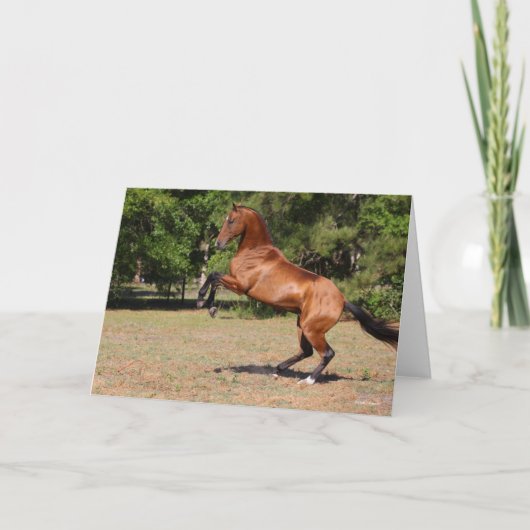 Carte Bob Langrish | Élevage de l'étalon de Teke Bay Akh (Devant)