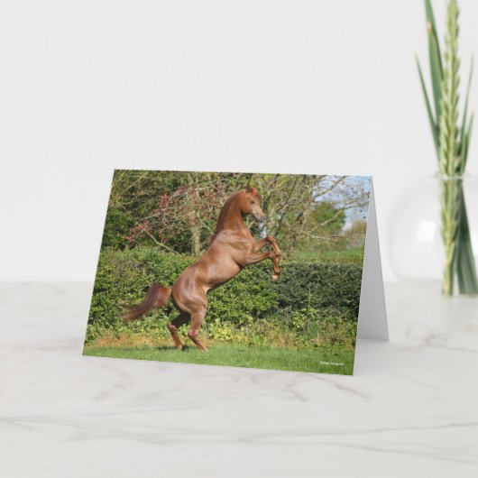 Carte Bob Langrish | Élevage d'étalons arabes en châtaig (Devant)