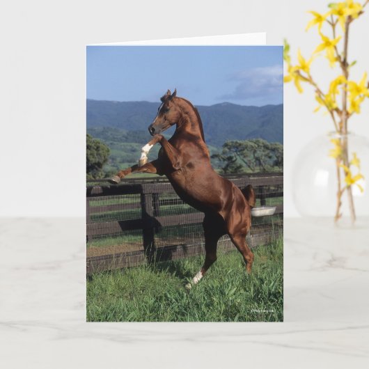 Carte Bob Langrish | Élevage d'étalons arabes en châtaig (Fleur jaune)