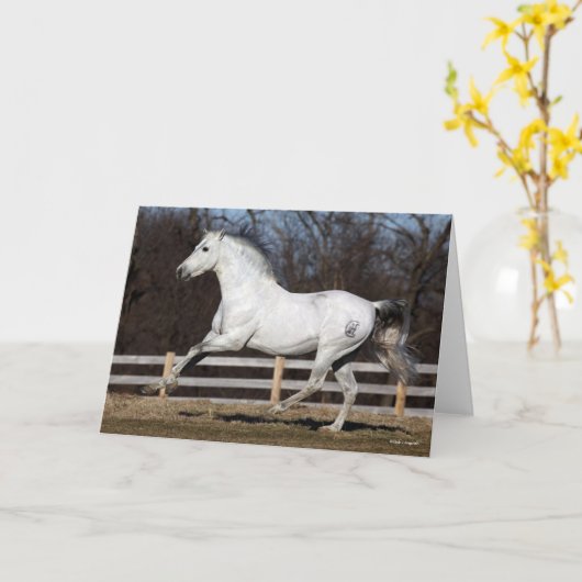 Carte Bob Langrish | Gray Andalucian Stallion Courir (Fleur jaune)