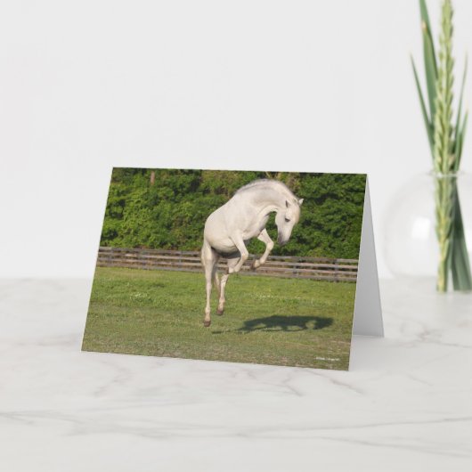 Carte Bob Langrish | Gray Andalucian Stallion Leaping (Devant)