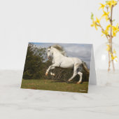 Carte Bob Langrish | Gray Andalucian Stallion Leaping (Fleur jaune)