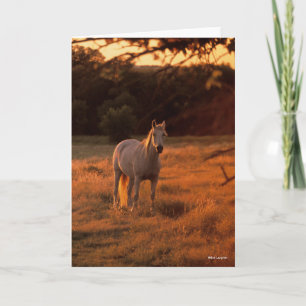 Carte Bob Langrish Gray Arab Standing au coucher du so