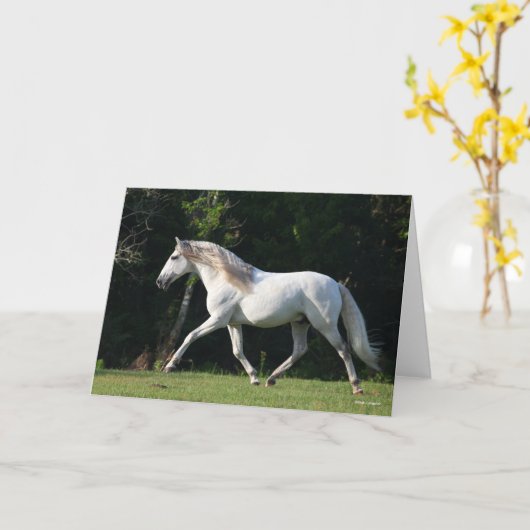 Carte Bob Langrish | Gray Lusitano Stallion (Fleur jaune)