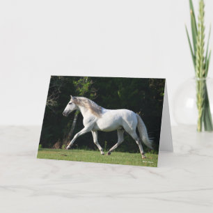 Carte Bob Langrish   Gray Lusitano Stallion
