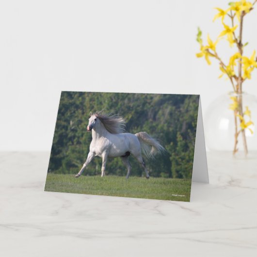 Carte Bob Langrish | Gray Lusitano Stallion en marche (Fleur jaune)