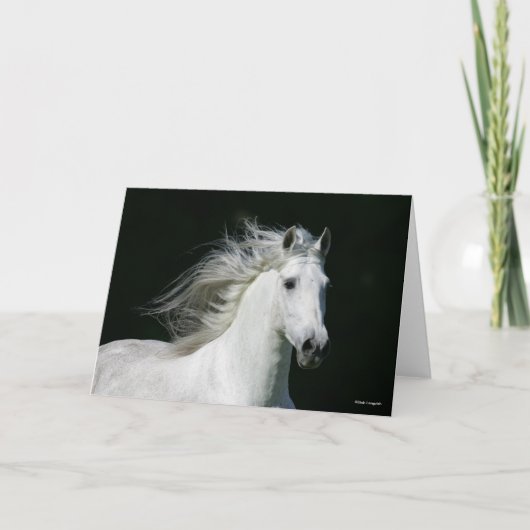 Carte Bob Langrish | Grey Andalucian Stallion Headshot (Devant)