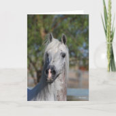 Carte Bob Langrish | Grey Arab Stallion Headshot (Devant)