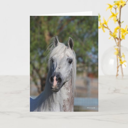 Carte Bob Langrish | Grey Arab Stallion Headshot (Fleur jaune)