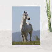 Carte Bob Langrish | Grey Arab Stallion Standing (Devant)
