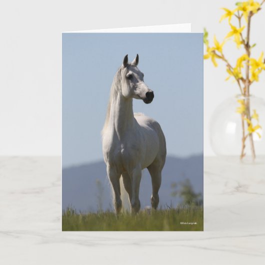 Carte Bob Langrish | Grey Arab Stallion Standing (Fleur jaune)