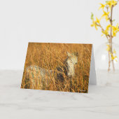 Carte Bob Langrish | Grey Camargue Pony Mensonge Dans Le (Fleur jaune)